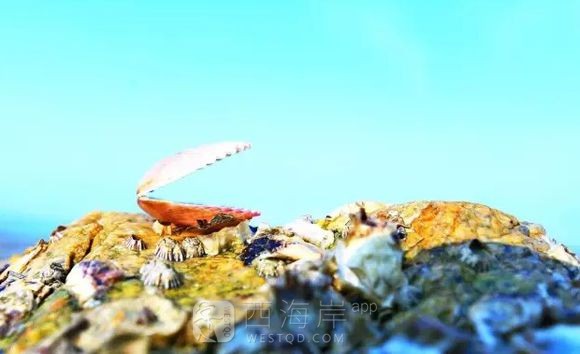 春游踏青好去处，赏花观海珠山行，一年好时节