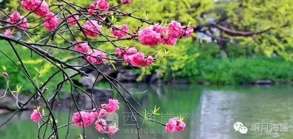 春游踏青好去处，赏花观海珠山行，一年好时节
