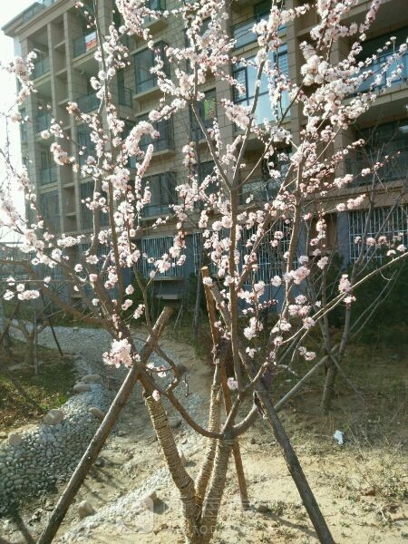 组团去雷家店子摘草莓