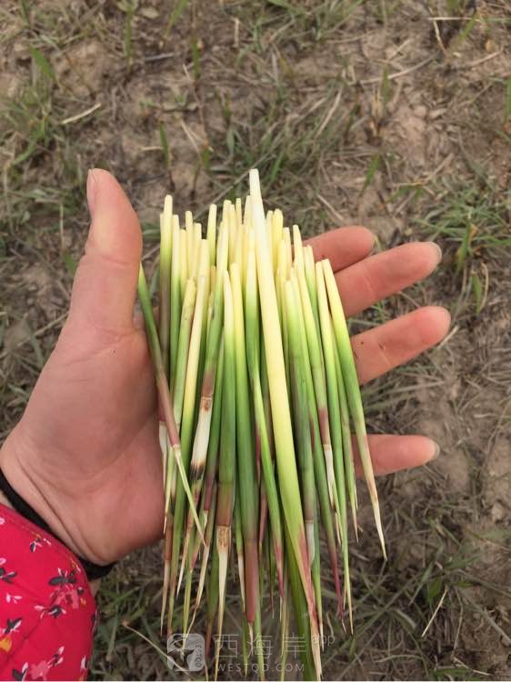 你们都去春游了，我回家了，你们都管它叫啥