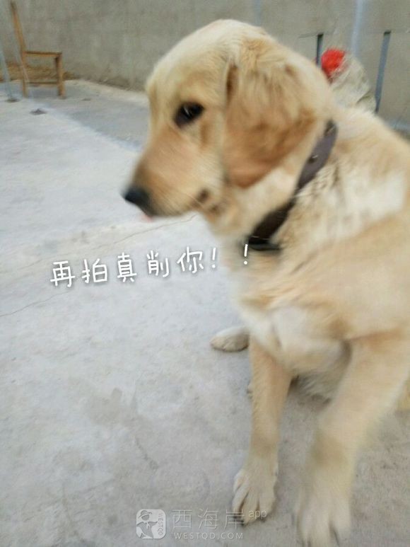 有没有喜欢金毛的宝宝？？