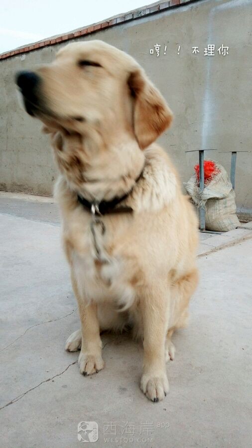 有没有喜欢金毛的宝宝？？