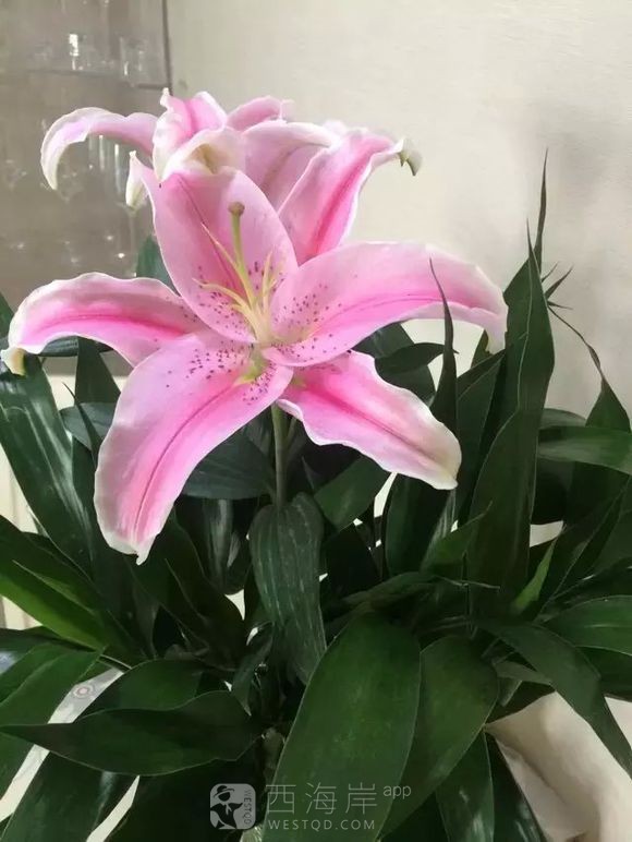 万能的网友们，安子片区向阳幼儿园招生需要什么条件？