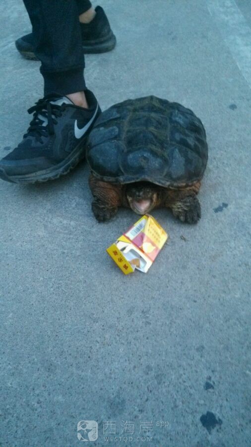 这个是啥龟水里抓到的