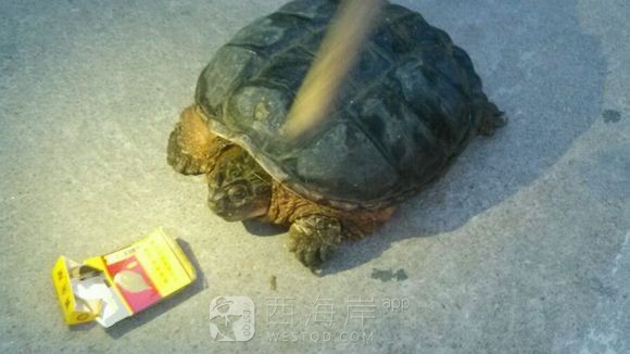 这个是啥龟水里抓到的