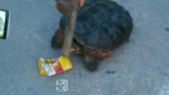 这个是啥龟水里抓到的