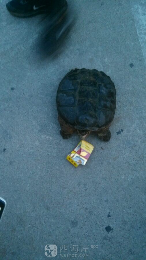 这个是啥龟水里抓到的