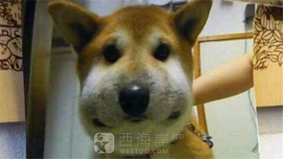 给媳妇领养个小狗
