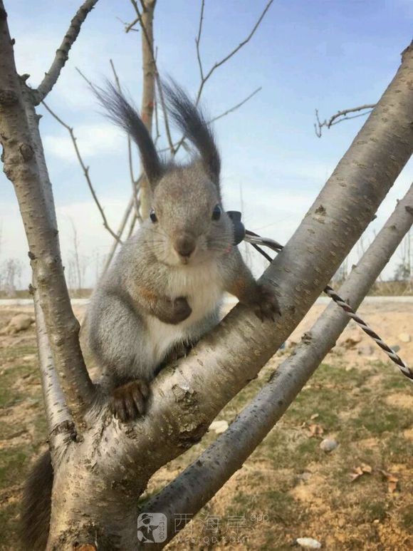 有没有喜欢松鼠的小伙伴