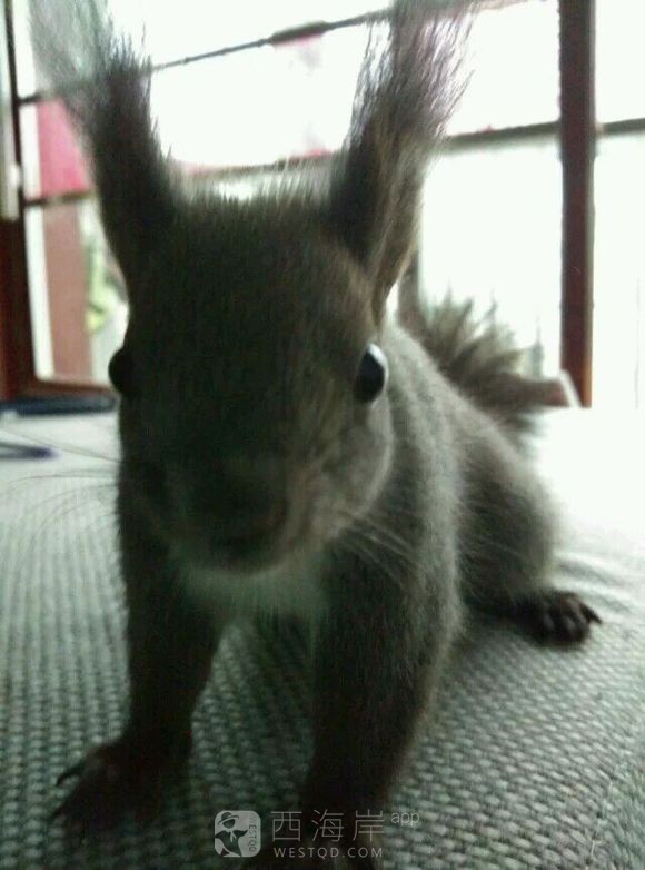 有没有喜欢松鼠的小伙伴