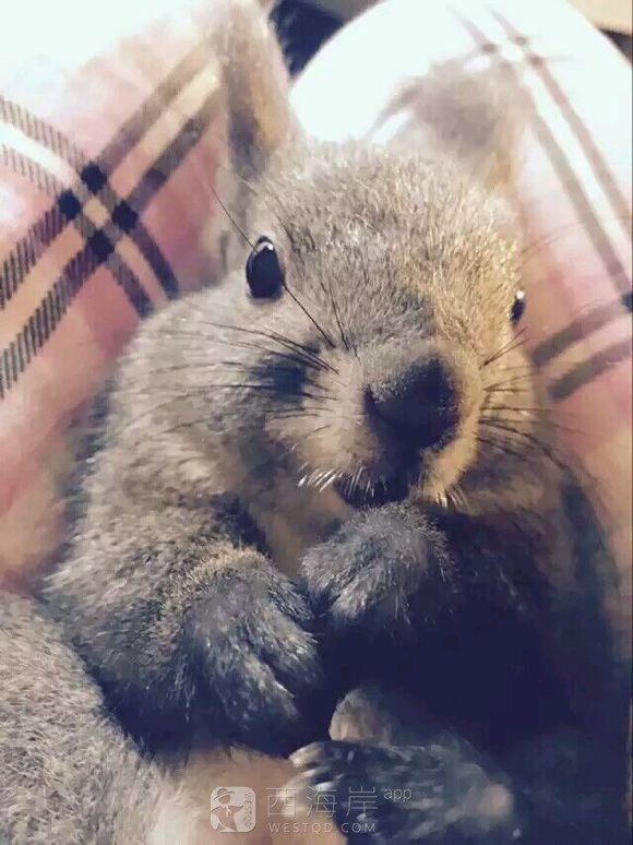 有没有喜欢松鼠的小伙伴