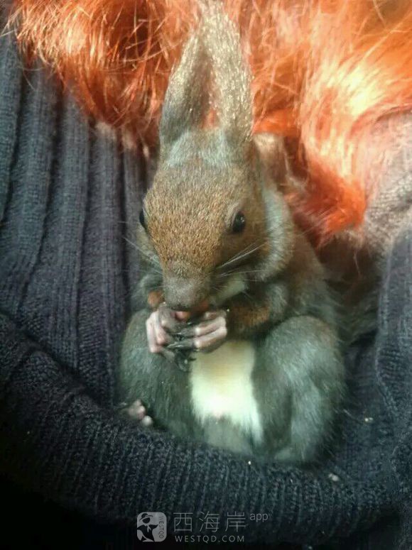 有没有喜欢松鼠的小伙伴