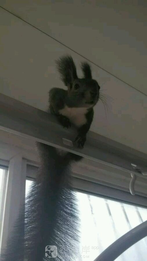 有没有喜欢松鼠的小伙伴