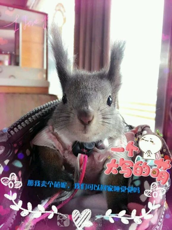 有没有喜欢松鼠的小伙伴