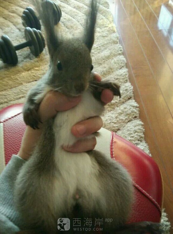 有没有喜欢松鼠的小伙伴