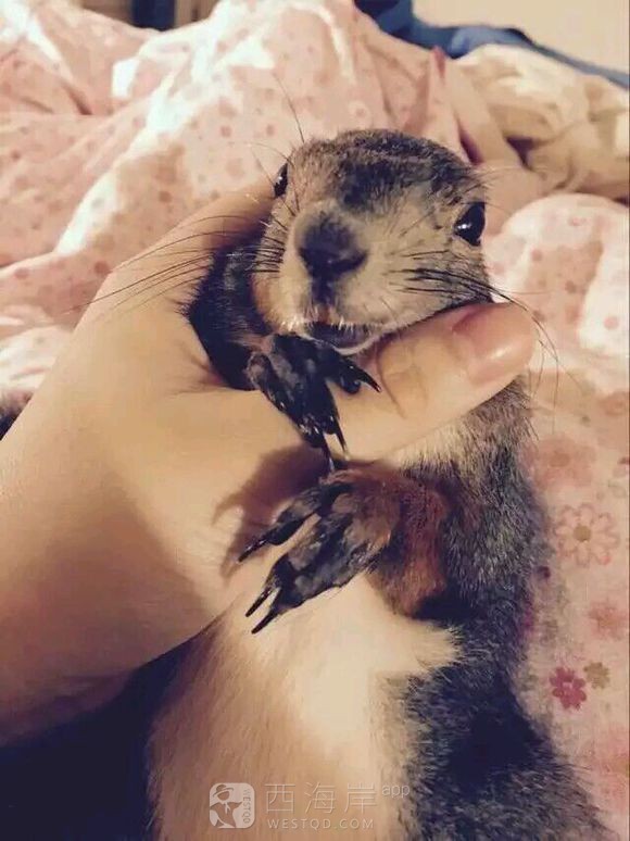 有没有喜欢松鼠的小伙伴