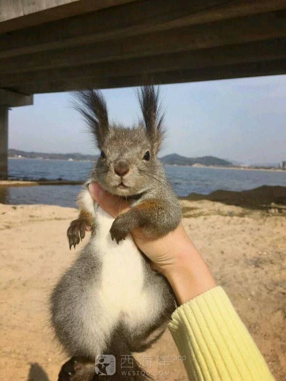 有没有喜欢松鼠的小伙伴