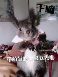 有没有喜欢松鼠的小伙伴