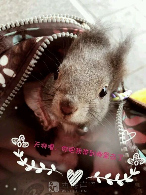 有没有喜欢松鼠的小伙伴