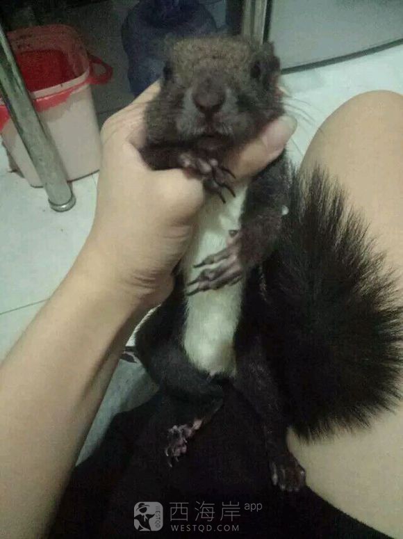 有没有喜欢松鼠的小伙伴