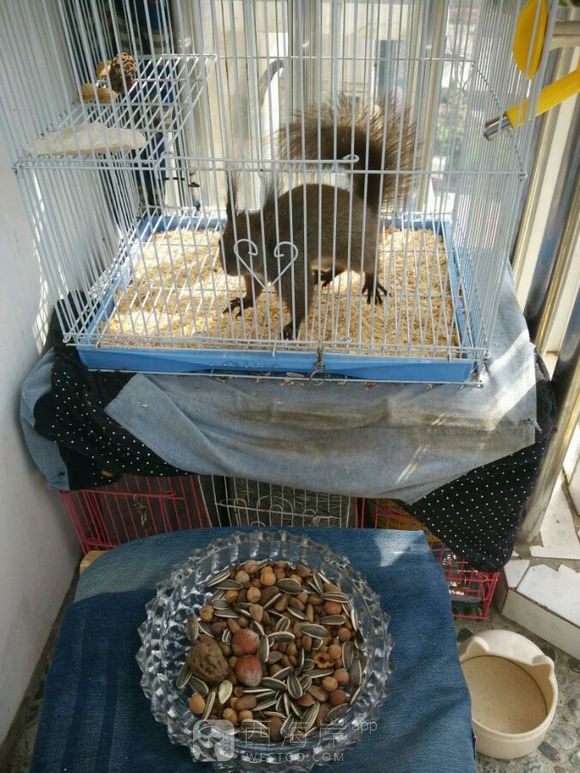 有没有喜欢松鼠的小伙伴