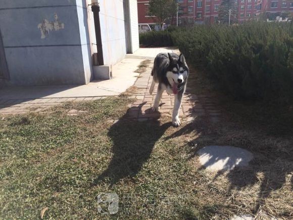 [人在职场]工作原因转让二哈一枚，找个有条件的主人