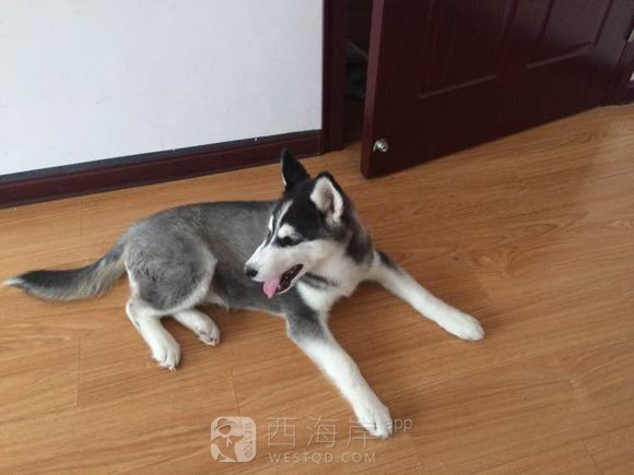 [人在职场]工作原因转让二哈一枚，找个有条件的主人