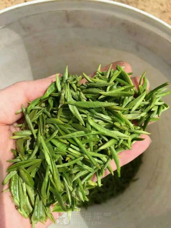 海青绿茶