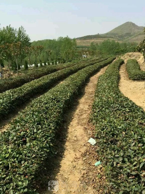 海青绿茶
