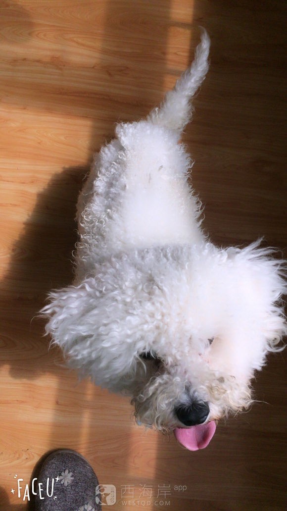 给狗狗寻主人