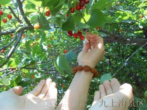 樱桃快熟了昂