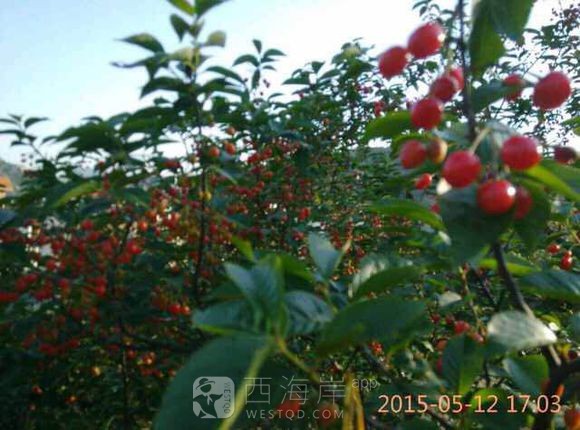 樱桃快熟了昂