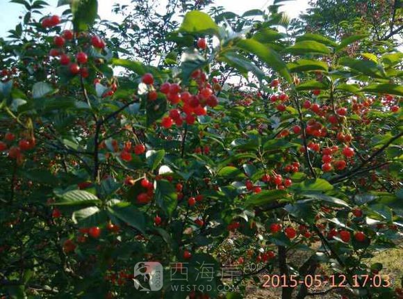 樱桃快熟了昂