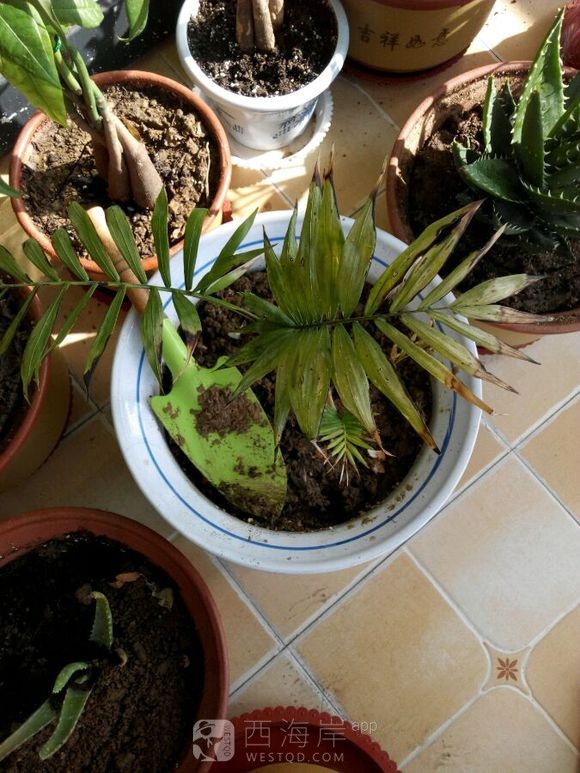 求教我这盆花是什么花