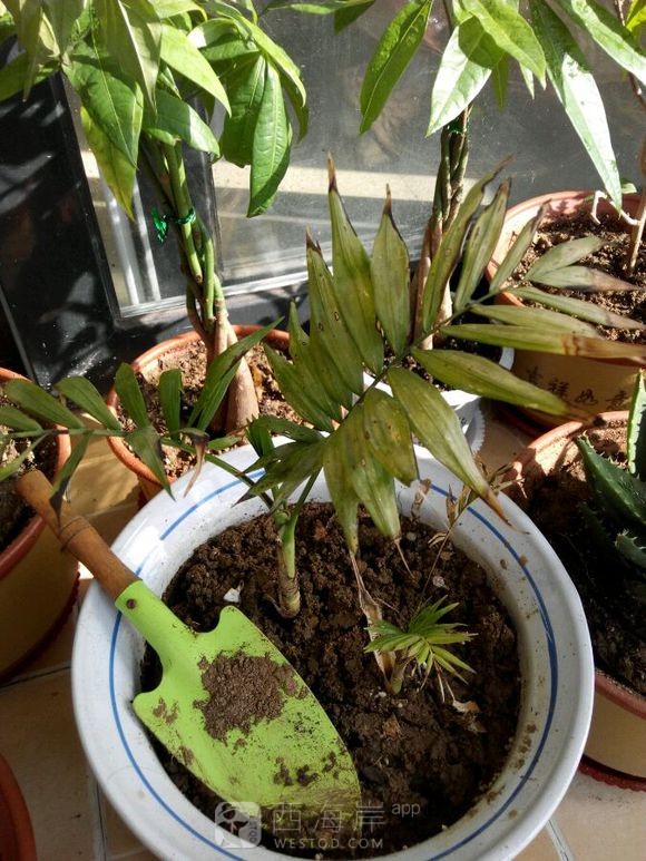 求教我这盆花是什么花