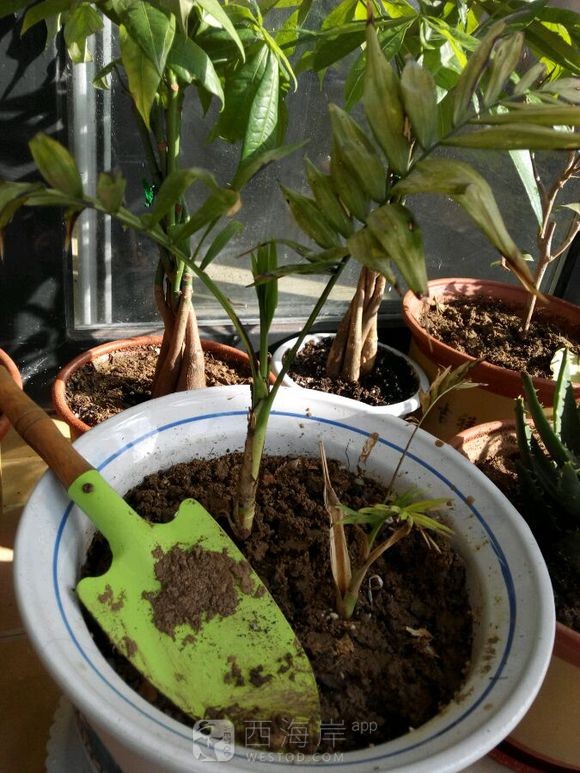 求教我这盆花是什么花