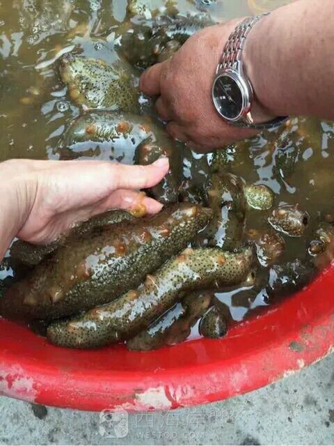 今天的收获