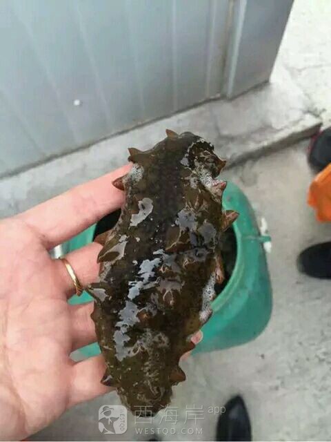 今天的收获