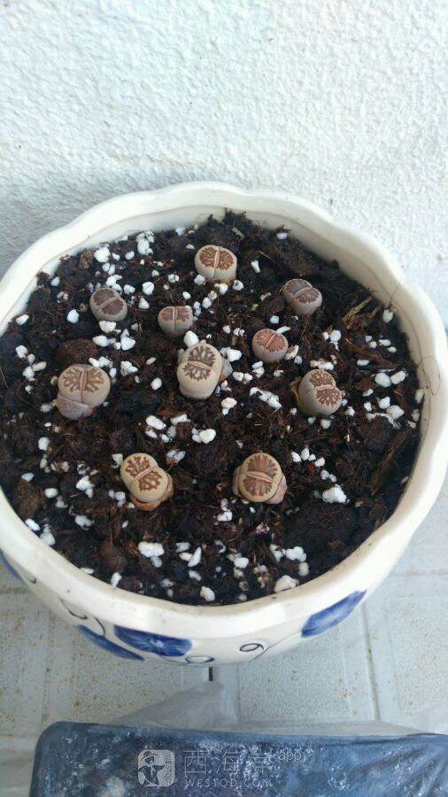 【求花盆】