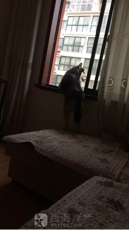 工作原因转让二哈一枚，找个有条件的主人