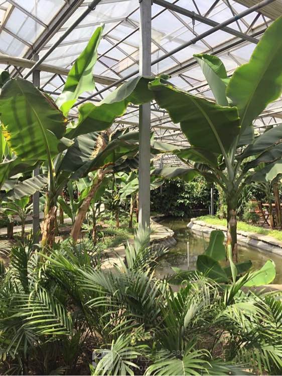 这是什么植物？能长出啥？  快来猜猜猜