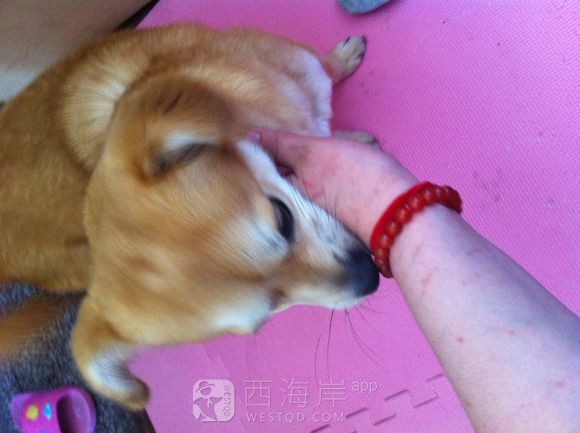 狗狗求领养，顺便找主人。