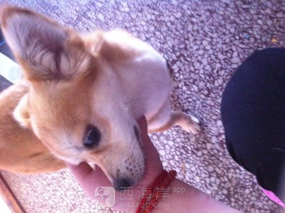 狗狗求领养，顺便找主人。