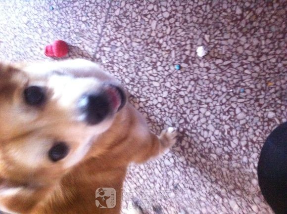 狗狗求领养，顺便找主人。