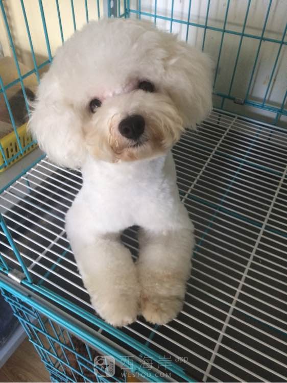 谁家有比熊小公狗？