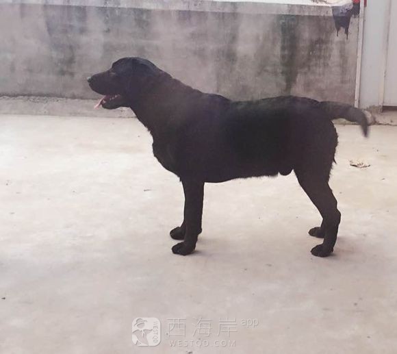 青岛双血统拉布拉多配种