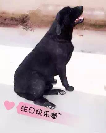 青岛双血统拉布拉多配种