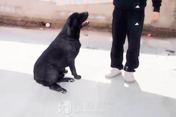 青岛双血统拉布拉多配种