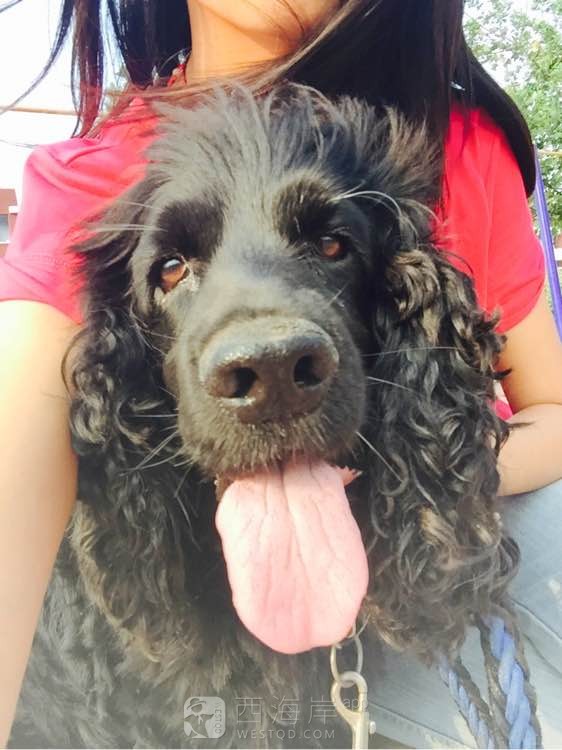 黄岛有木有可卡犬啊？