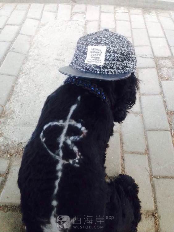 黄岛有木有可卡犬啊？